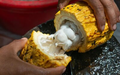 Cacao from Costa Rica